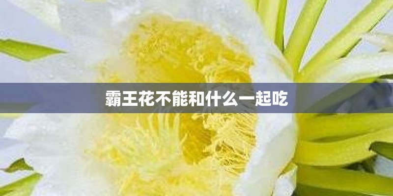 霸王花不能和什么一起吃