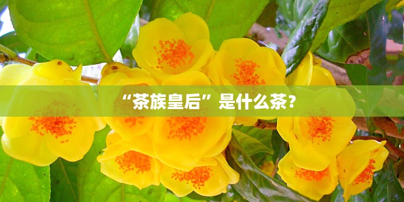 “茶族皇后”是什么茶？