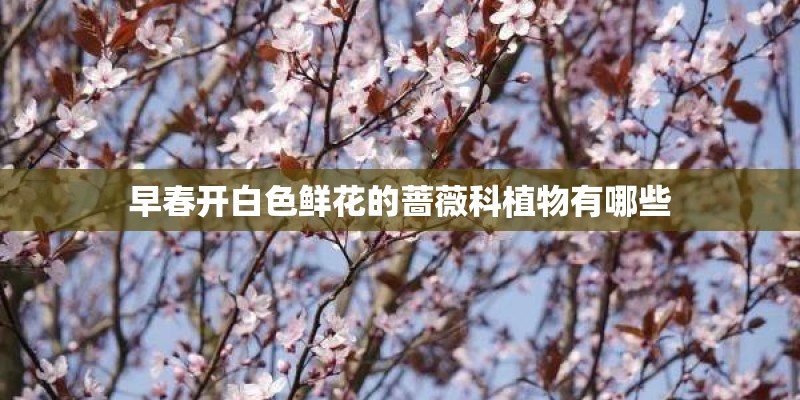 早春开白色鲜花的蔷薇科植物有哪些