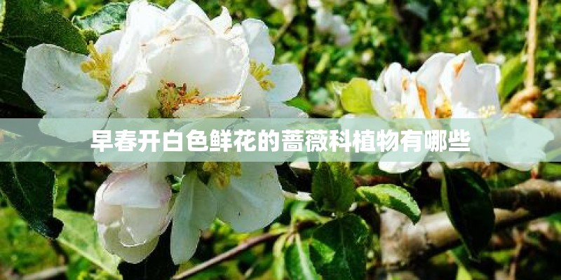 早春开白色鲜花的蔷薇科植物有哪些
