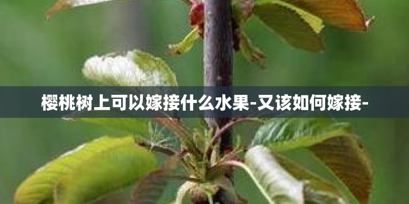 樱桃树上可以嫁接什么水果-又该如何嫁接-