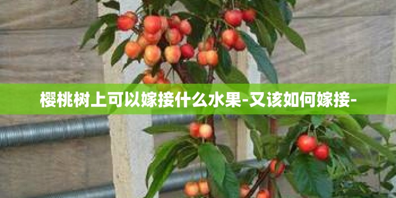 樱桃树上可以嫁接什么水果-又该如何嫁接-