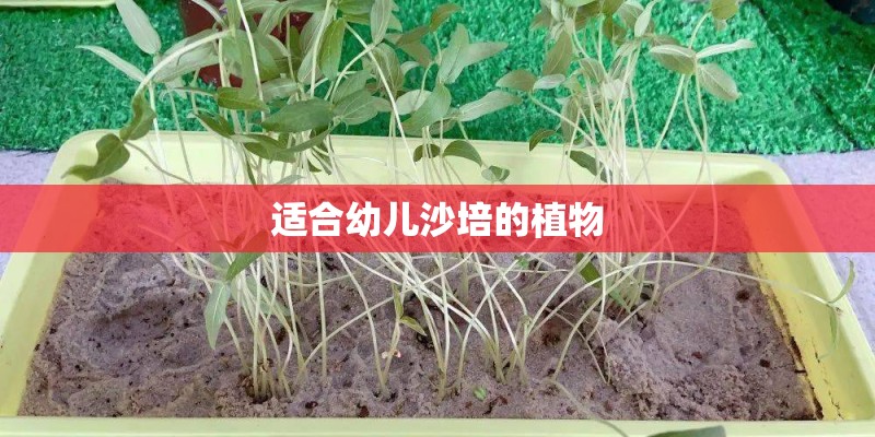 适合幼儿沙培的植物