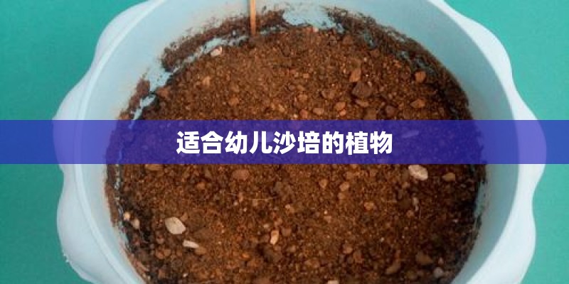 适合幼儿沙培的植物