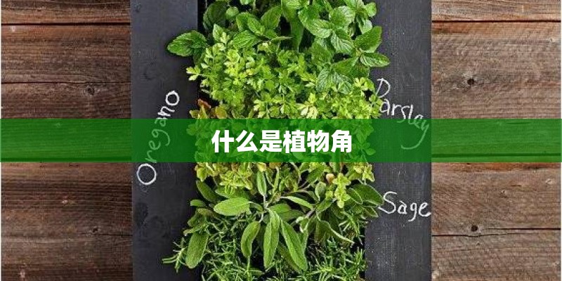 什么是植物角