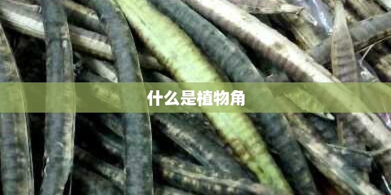 什么是植物角