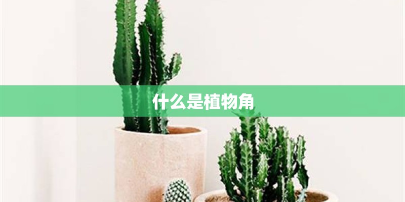 什么是植物角
