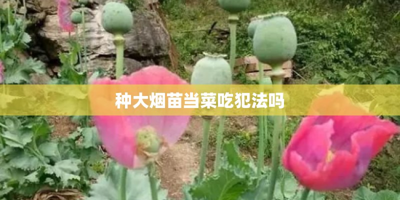 种大烟苗当菜吃犯法吗