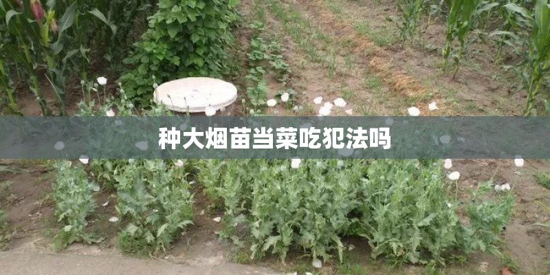 种大烟苗当菜吃犯法吗