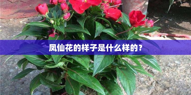 凤仙花的样子是什么样的？