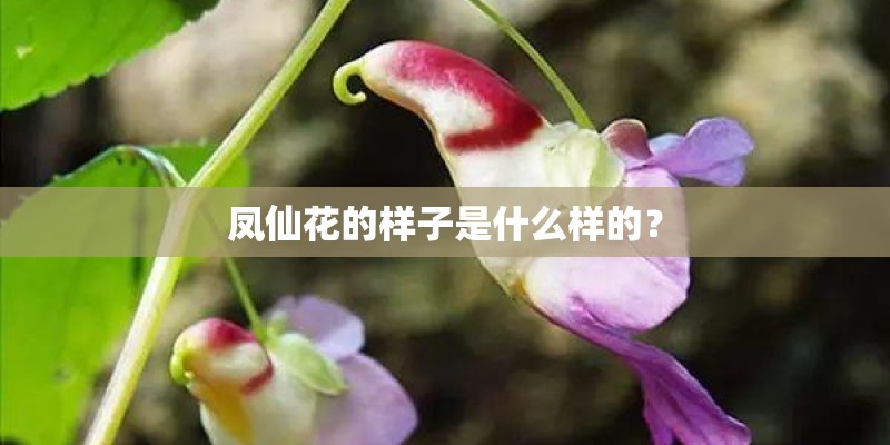 凤仙花的样子是什么样的？