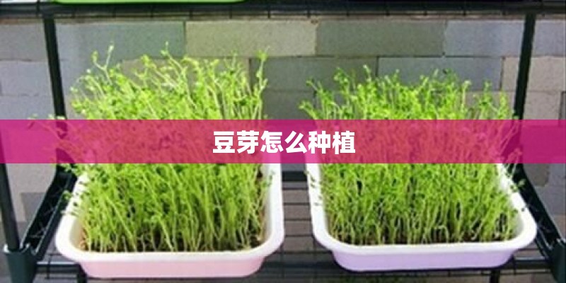 豆芽怎么种植