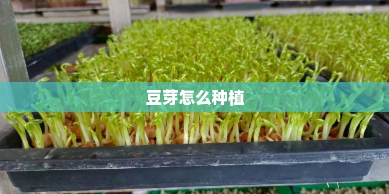 豆芽怎么种植