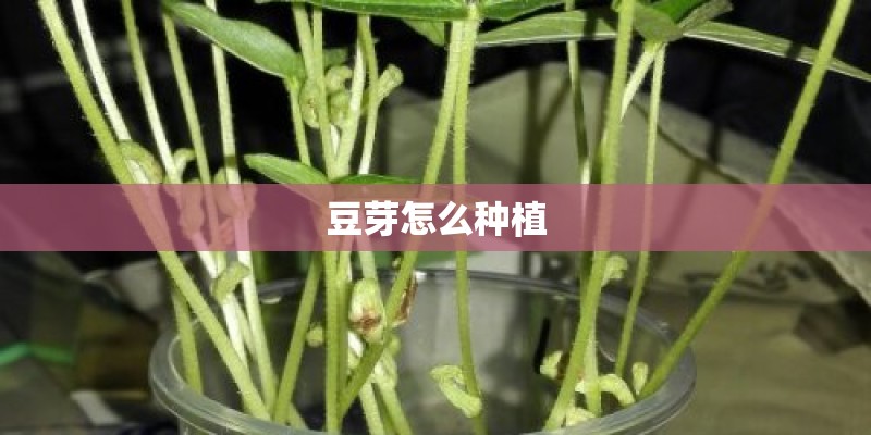 豆芽怎么种植