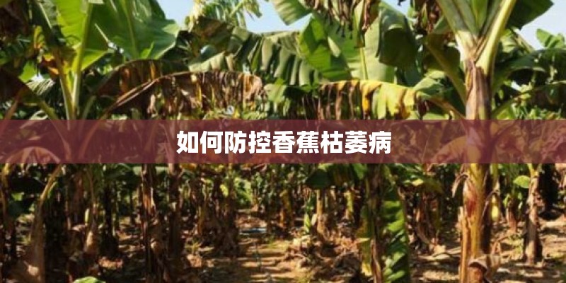手机机型N、G、K、J、S、T、I开头的型号……各是什么机型？