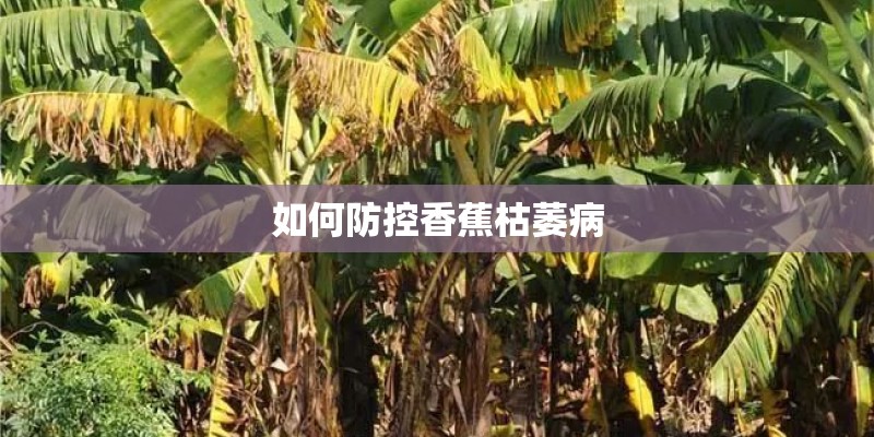 如何防控香蕉枯萎病