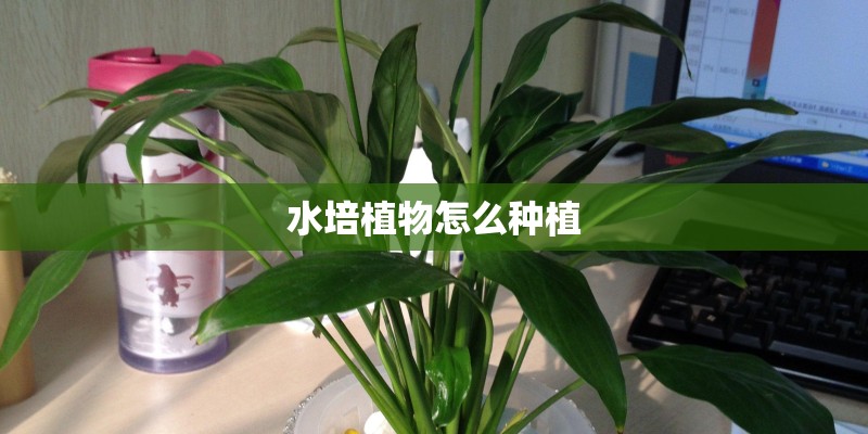 水培植物怎么种植