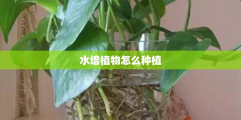 水培植物怎么种植