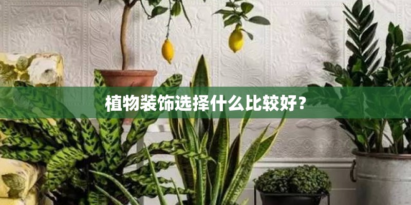植物装饰选择什么比较好？