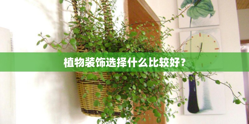 植物装饰选择什么比较好？