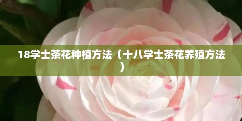 18学士茶花种植方法（十八学士茶花养殖方法）