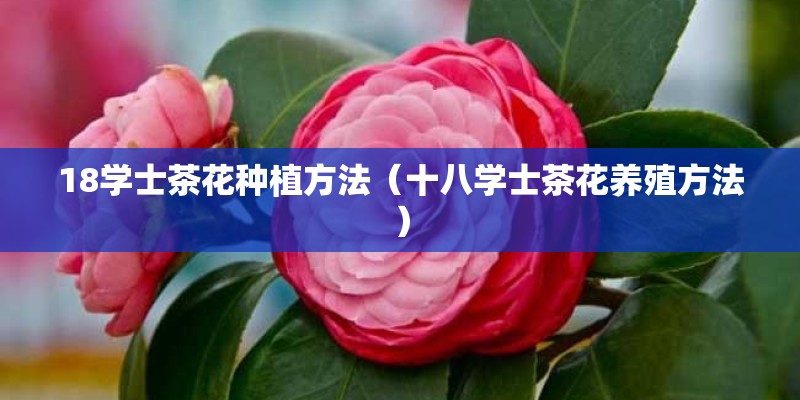 18学士茶花种植方法（十八学士茶花养殖方法）
