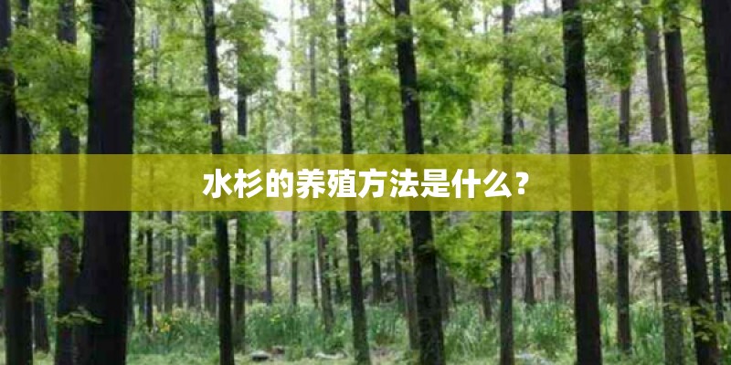 水杉的养殖方法是什么？
