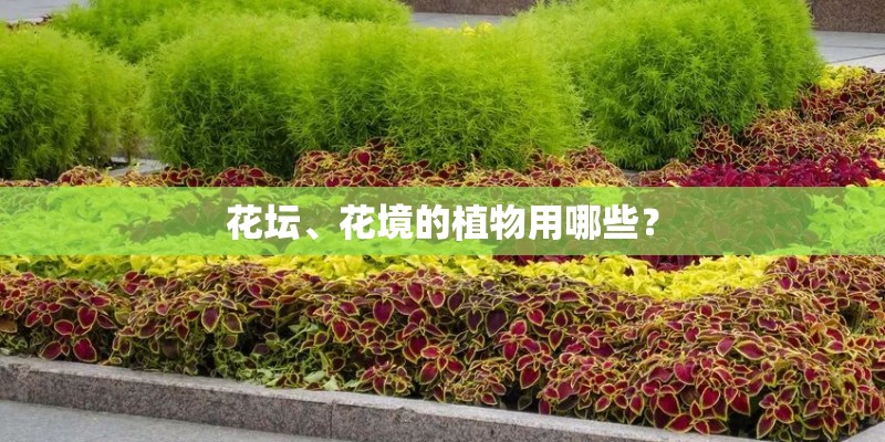 花坛、花境的植物用哪些？