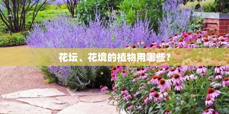花坛、花境的植物用哪些？