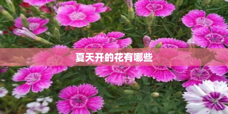 夏天开的花有哪些