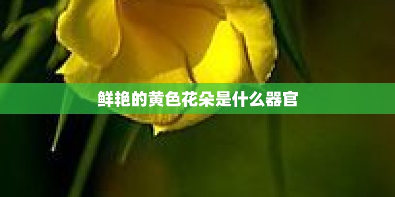 鲜艳的黄色花朵是什么器官