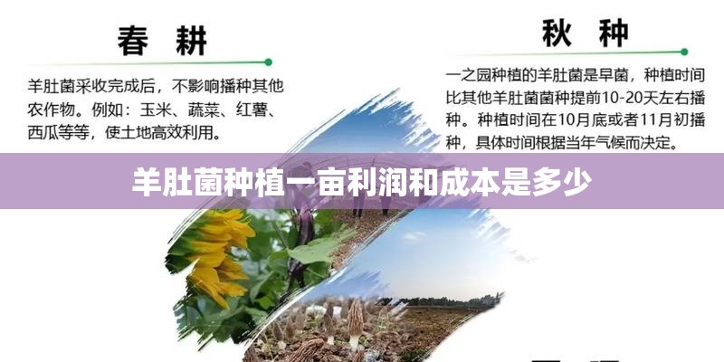 羊肚菌种植一亩利润和成本是多少
