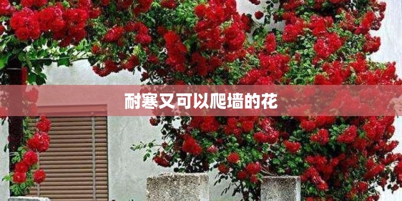 耐寒又可以爬墙的花