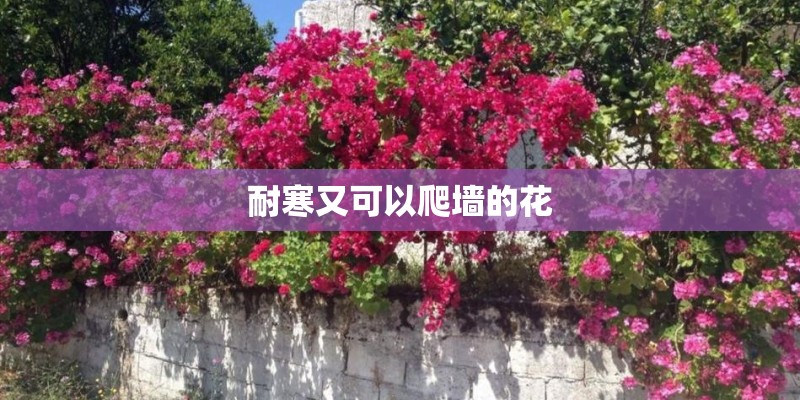 耐寒又可以爬墙的花