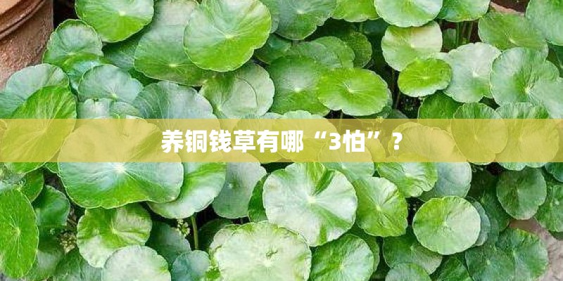 养铜钱草有哪“3怕”？