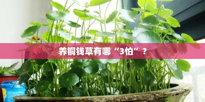 养铜钱草有哪“3怕”？
