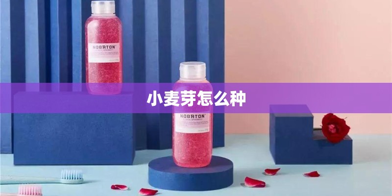 小麦芽怎么种