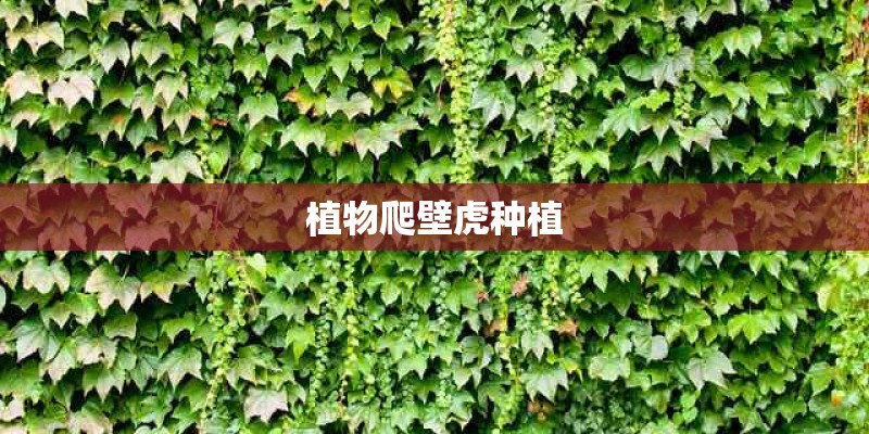 植物爬壁虎种植