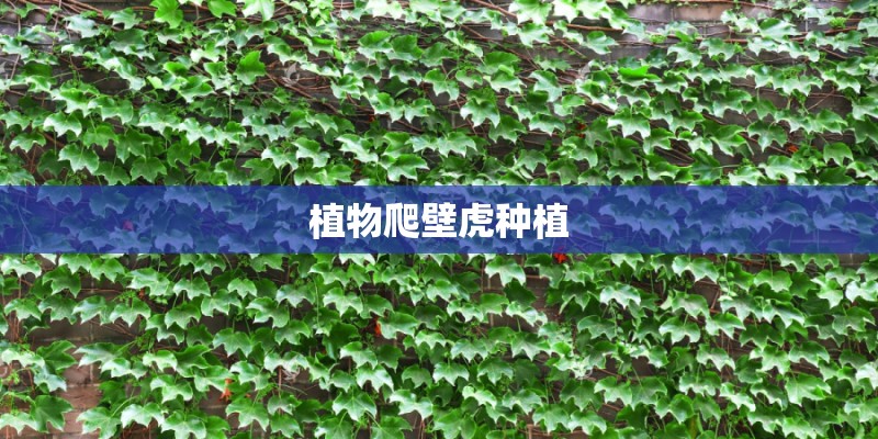 植物爬壁虎种植