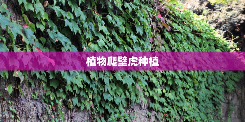 植物爬壁虎种植