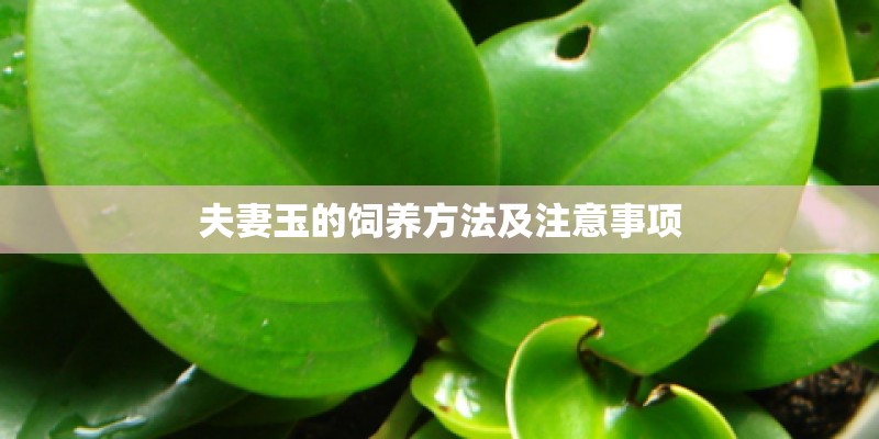 夫妻玉的饲养方法及注意事项