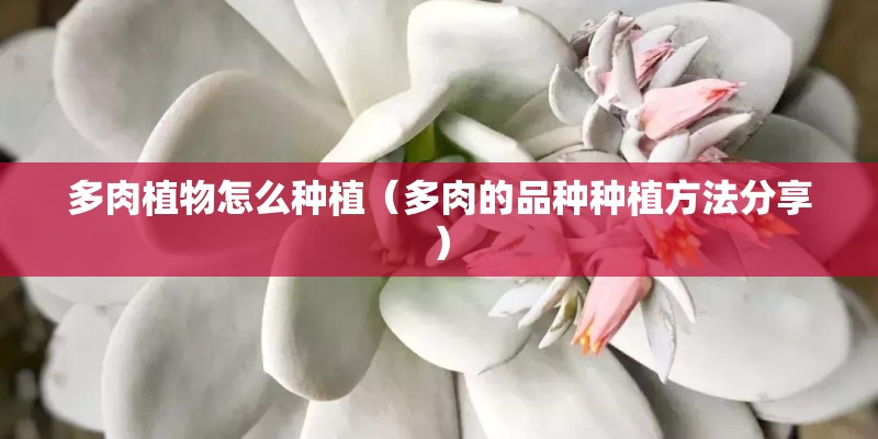 多肉植物怎么种植（多肉的品种种植方法分享）