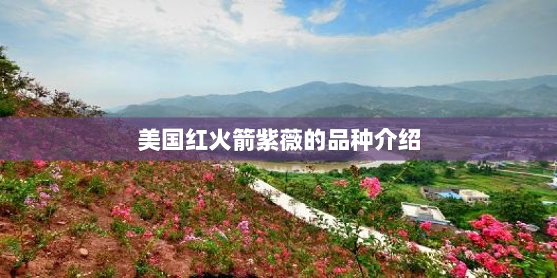 美国红火箭紫薇的品种介绍