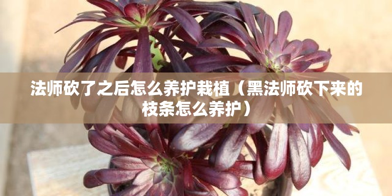 法师砍了之后怎么养护栽植（黑法师砍下来的枝条怎么养护）