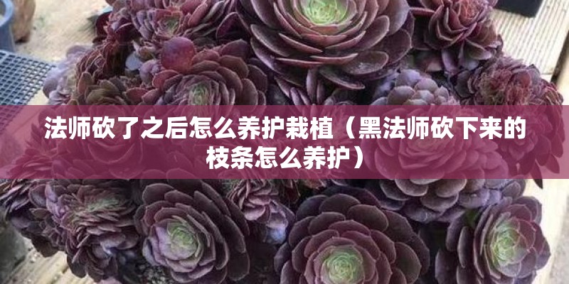 法师砍了之后怎么养护栽植（黑法师砍下来的枝条怎么养护）