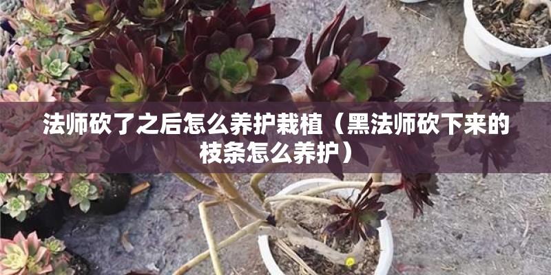 法师砍了之后怎么养护栽植（黑法师砍下来的枝条怎么养护）