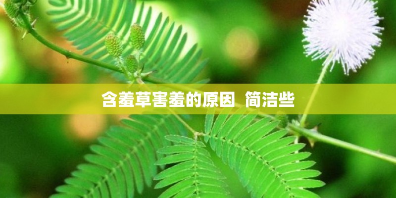 含羞草害羞的原因  简洁些