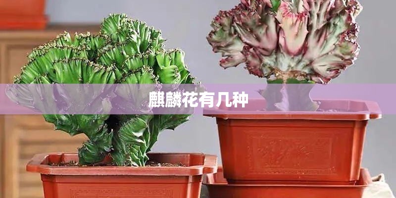 麒麟花有几种