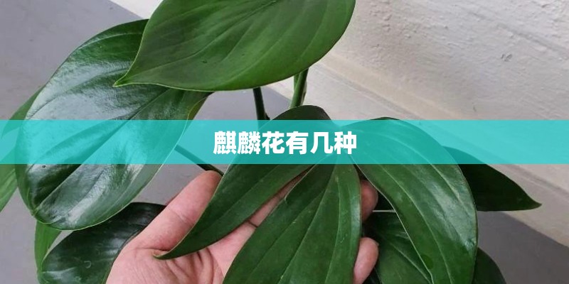 麒麟花有几种