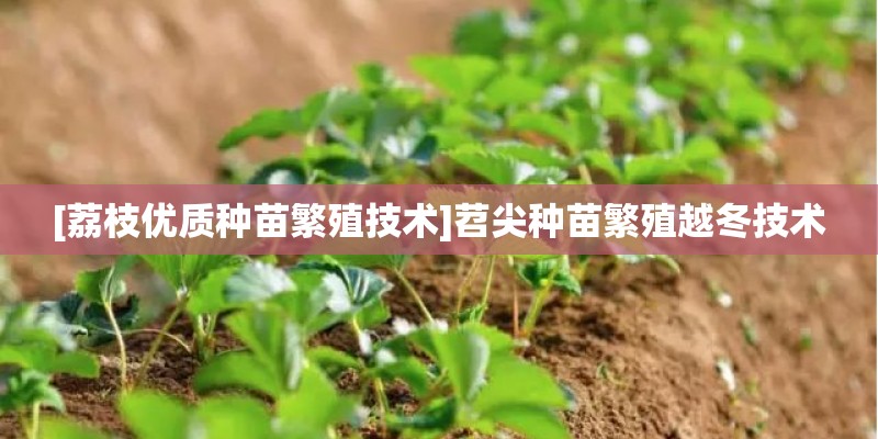 [荔枝优质种苗繁殖技术]苕尖种苗繁殖越冬技术
